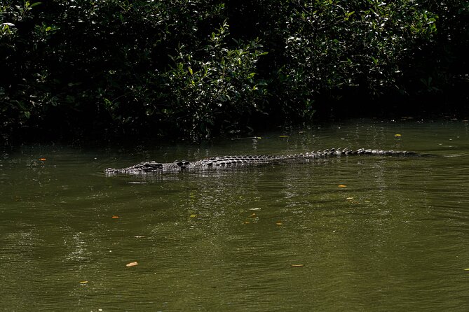 Morning Daintree Tour with River Cruise from Port Douglas - Who should book this morning tour