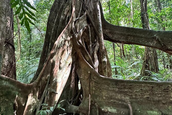 Mossman Gorge Daintree Experience Small Groups - Three hours at Mossman Gorge Cultural Centre