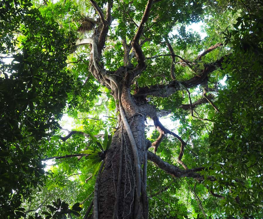 Mossman Gorge: Day Tour with River Drift Experience - The Kuku Yalanji smoking ceremony at Mossman Gorge