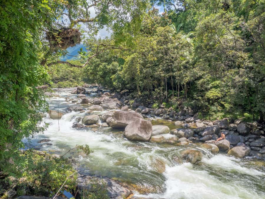 Mossman Gorge: Day Tour with River Drift Experience - The River Drift: quiet water, close forest