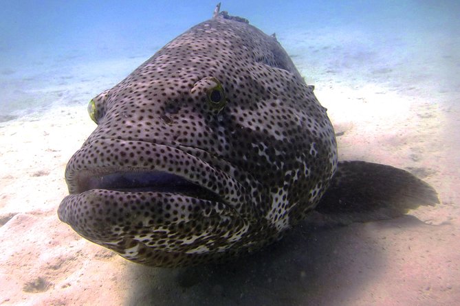 Muiron Island Diving Tour - Key points to know before booking