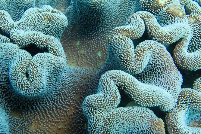 Muiron Island Diving Tour - Health, certification, and practical preparation