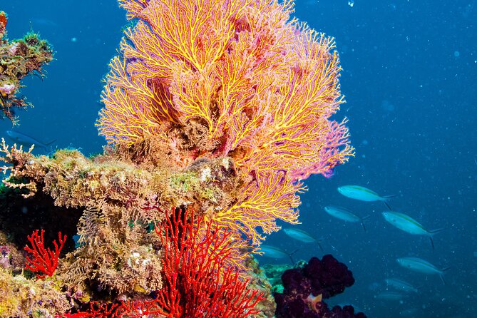 Muiron Islands Snorkeling in Exmouth - Key points to know before you book