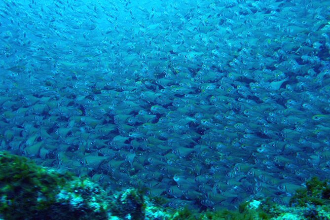 Muiron Islands Snorkeling in Exmouth - Searching for turtles, manta rays, sharks, and dolphins