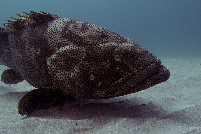 Muiron Islands Snorkeling in Exmouth - Weather, visibility, and the risk of an imperfect site