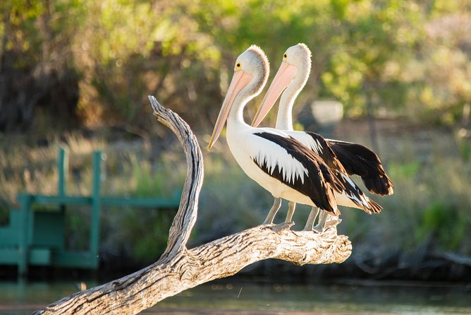 Murray River Day Trip from Adelaide Including Lunch Cruise aboard the Proud Mary - Lunch on the Murray River