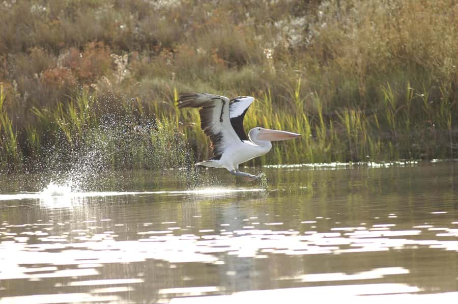 Murray River Highlights and Luncheon Cruise - Boarding the Proud Mary for a two-hour river ride