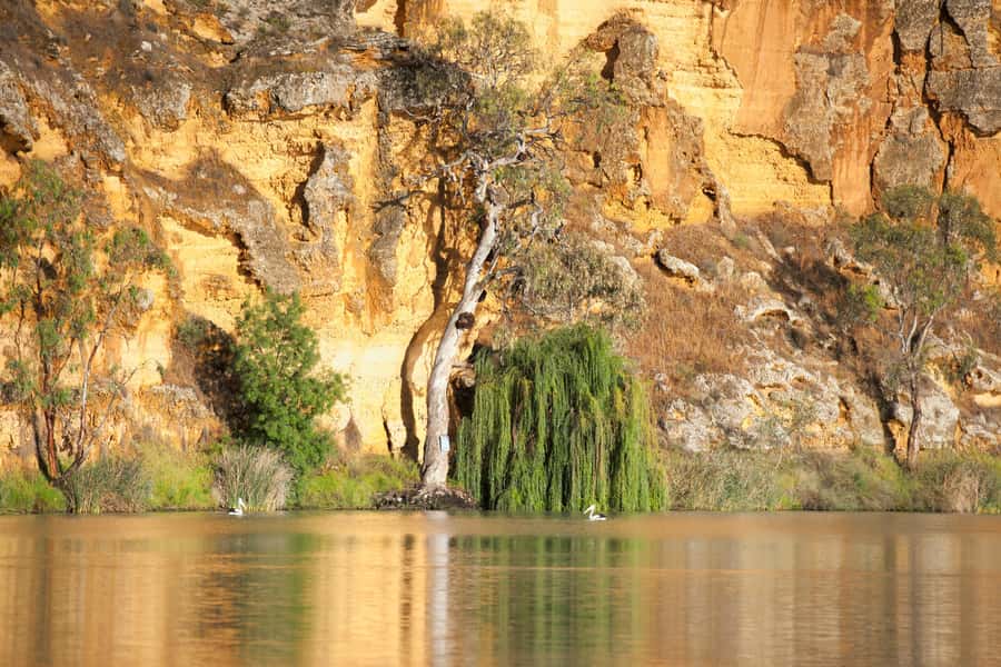 Murray River Highlights and Luncheon Cruise - Starting in Adelaide and heading east
