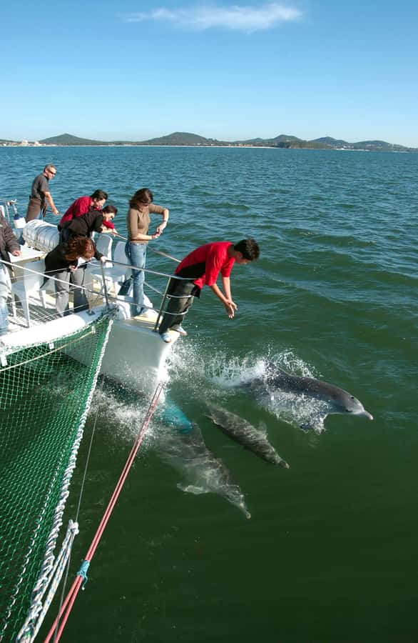 Nelson Bay: Dolphin Watch Cruise and Sail - The dry bow-net and wet boom-net