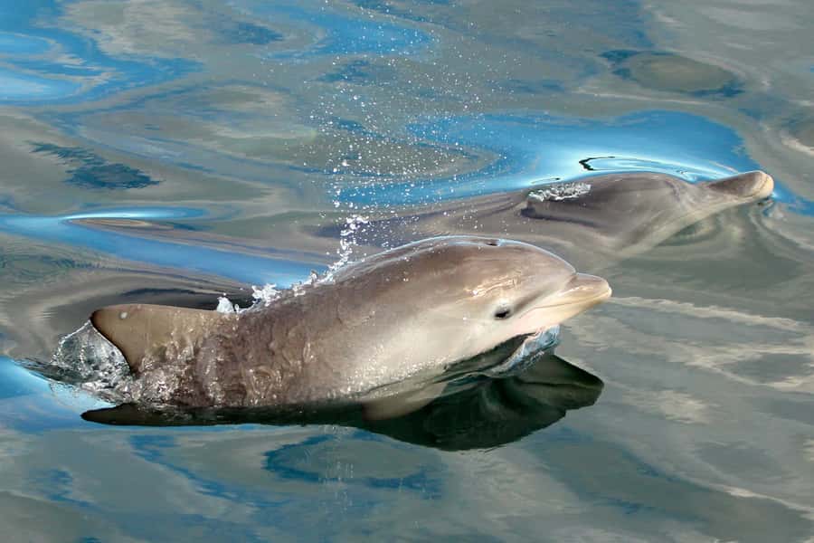 Nelson Bay: Dolphin Watch Cruise and Sail - Crew, commentary, and the family feel