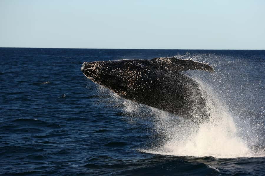 Nelson Bay: Whale and Dolphin Watching Catamaran Cruise - Key points at a glance