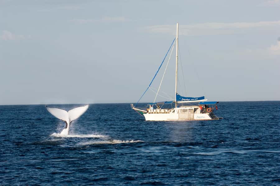 Nelson Bay: Whale and Dolphin Watching Catamaran Cruise - Finding humpback whales off Nelson Bay