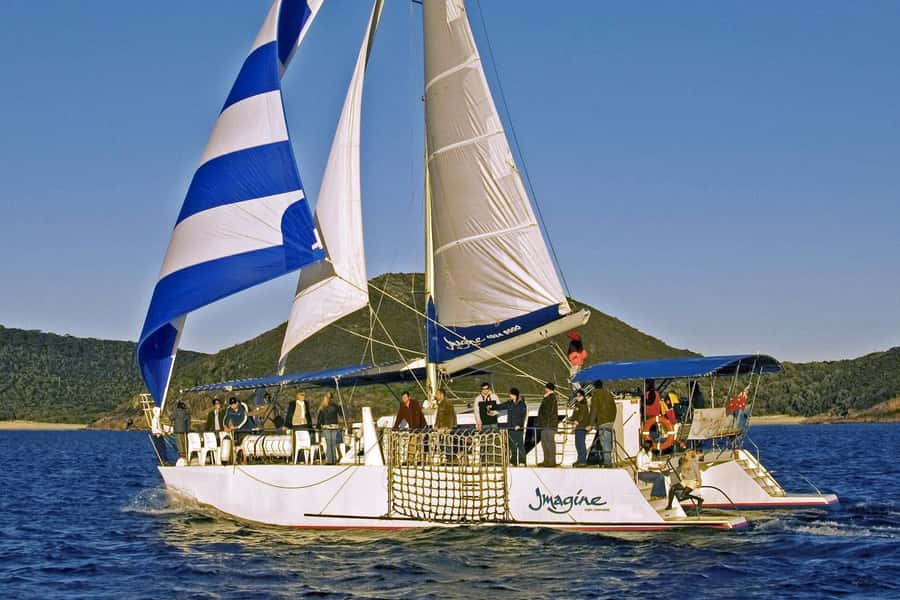 Nelson Bay: Whale and Dolphin Watching Catamaran Cruise - Commentary that adds context, not just animal names