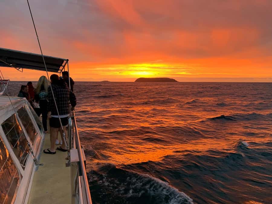 Nelson Bay: Whale and Dolphin Watching Catamaran Cruise - Comparing the $63 price with the experience