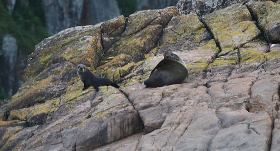 Nelson Bay: Whale and Dolphin Watching Catamaran Cruise - A simple plan for a better day