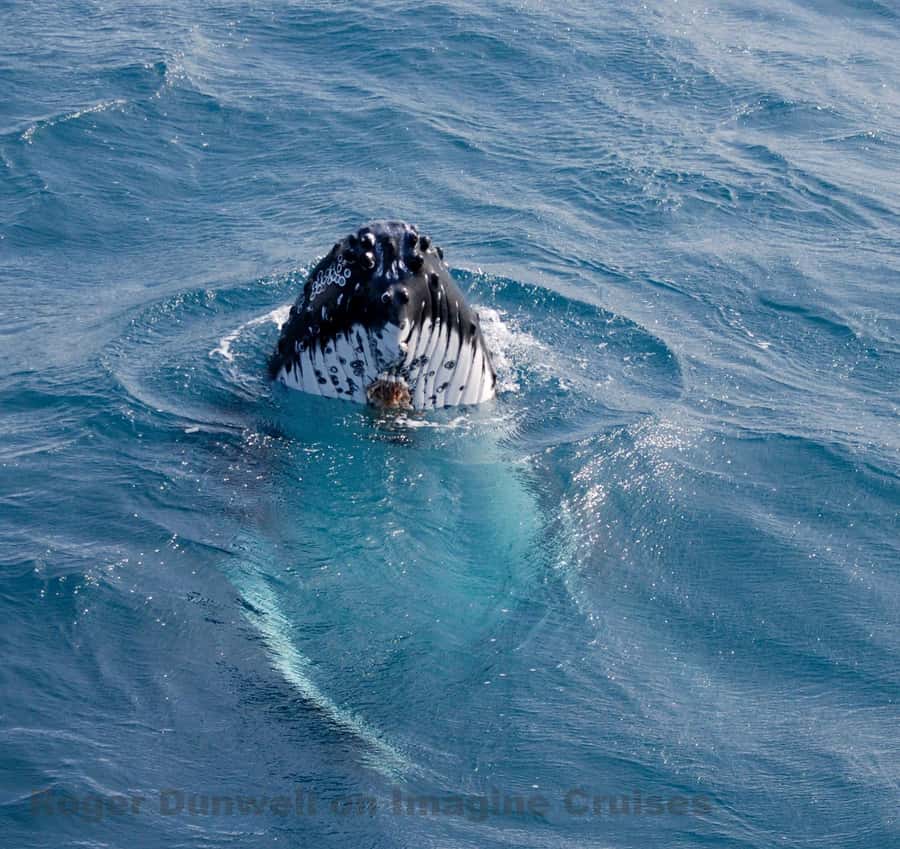 Nelson Bay: Whale and Dolphin Watching Catamaran Cruise - What three hours on the catamaran feels like