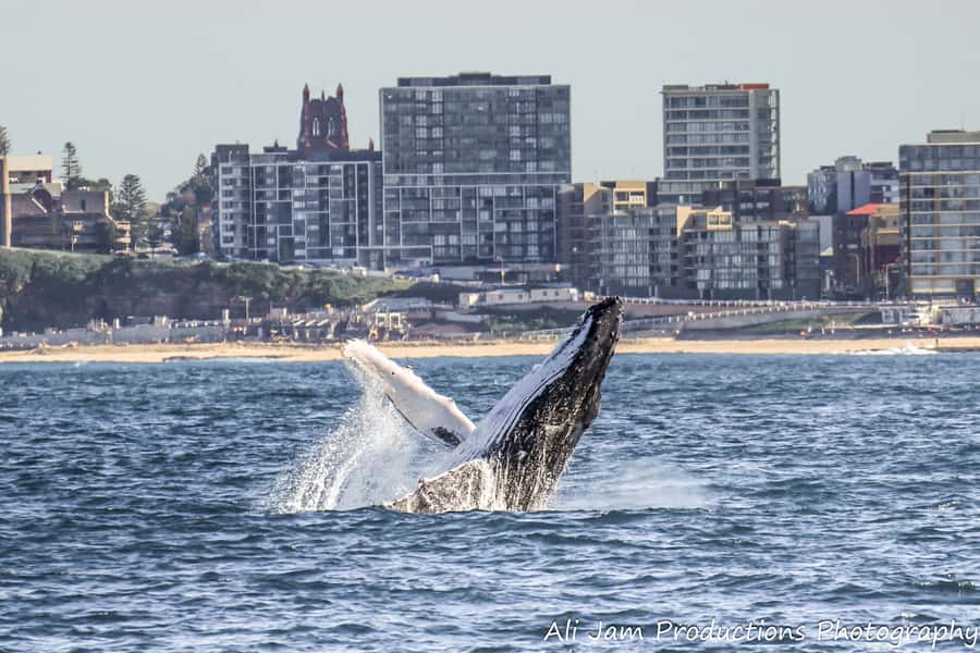 Newcastle: Humpback Whale Watching Cruise and Harbor Tour - Key points to know before you go