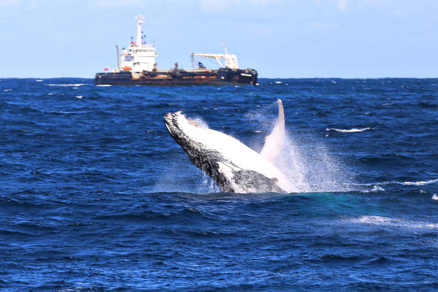 Newcastle: Humpback Whale Watching Cruise and Harbor Tour - Setting out from Newcastle Harbour