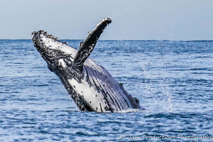 Newcastle: Humpback Whale Watching Cruise and Harbor Tour - Choosing between the upper deck and the cabin