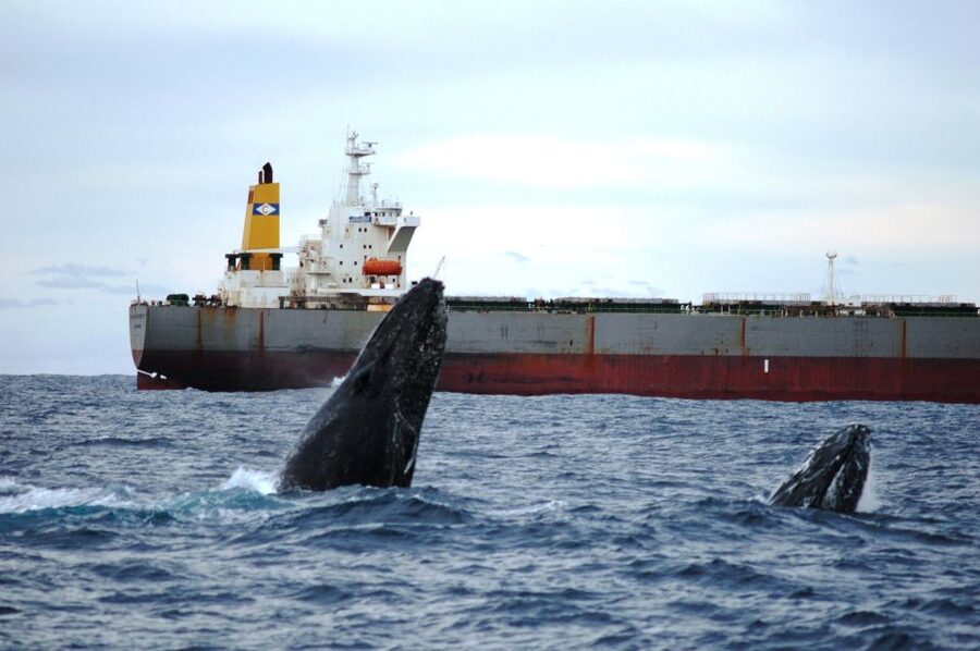 Newcastle: Humpback Whale Watching Cruise and Harbor Tour - Tea, coffee, and a sensible break