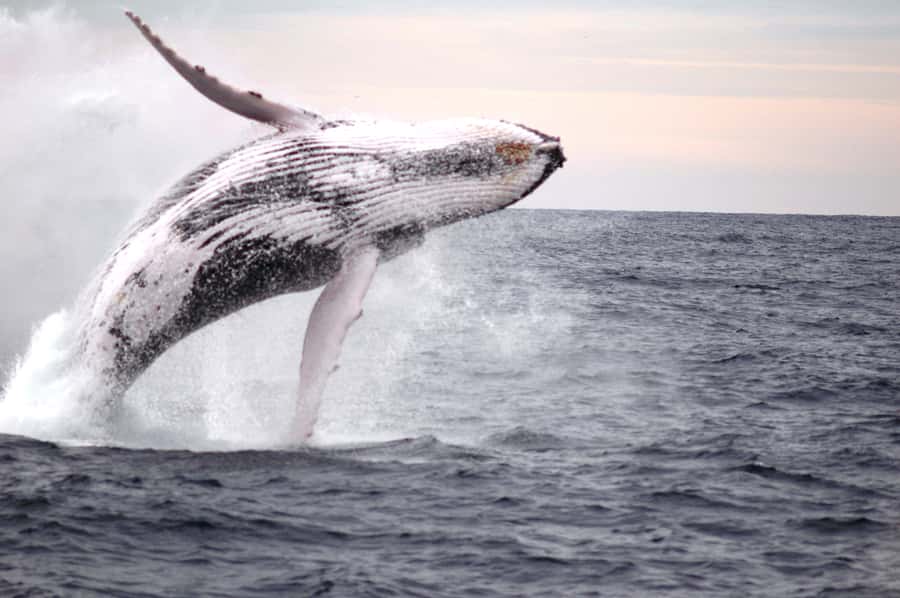 Newcastle: Humpback Whale Watching Cruise and Harbor Tour - Who will enjoy this cruise most