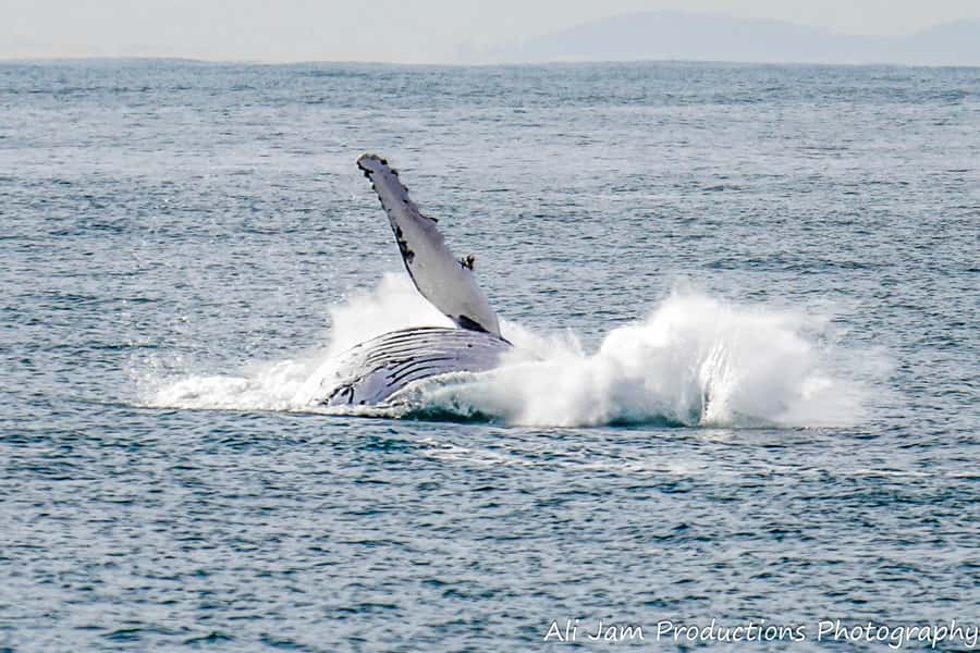 Newcastle: Humpback Whale Watching Cruise and Harbor Tour - Should you book the Newcastle whale cruise?