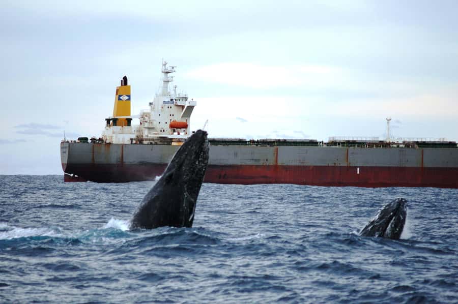 Newcastle: Humpback Whale Watching Cruise and Harbor Tour - Watching for the humpback migration