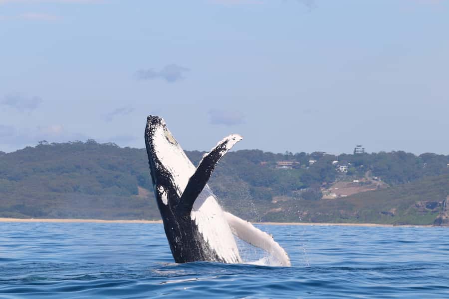 Newcastle: Small Group Humpback Whale Encounter Tour - Why Newcastle is a strong place for whale watching