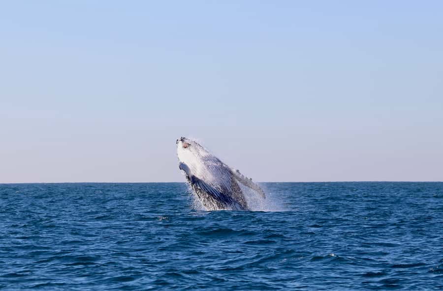 Newcastle: Small Group Humpback Whale Encounter Tour - Dolphins, fur seals and the wildlife around the boat