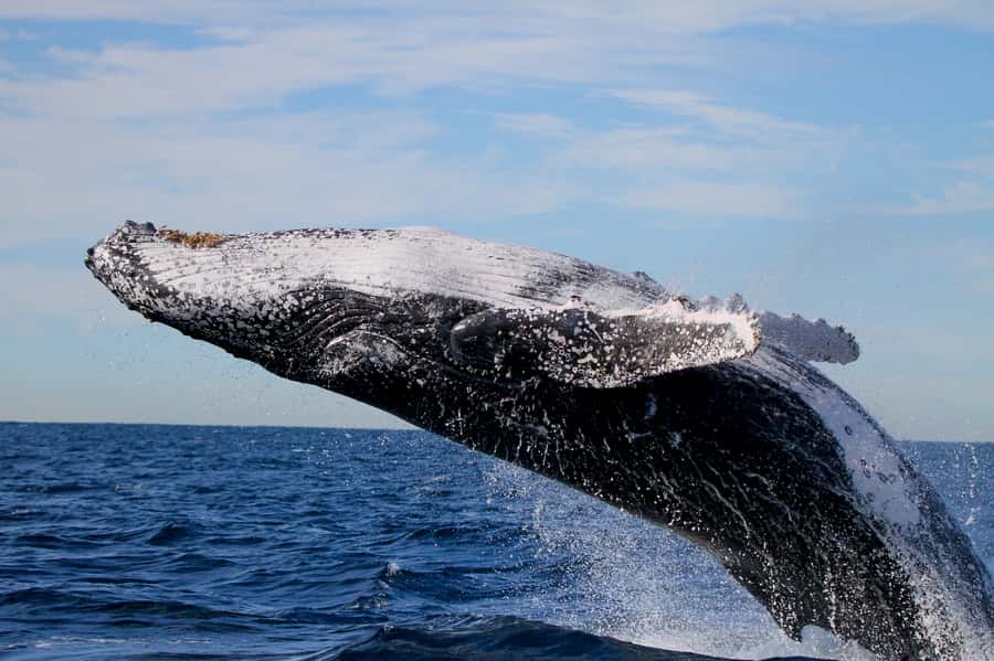 Newcastle: Small Group Humpback Whale Encounter Tour - Who will enjoy this Newcastle whale tour most