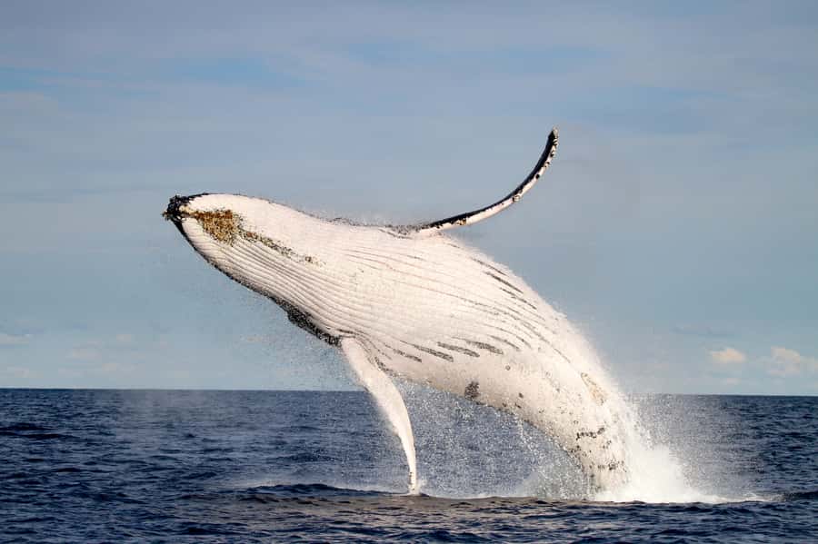 Newcastle: Small Group Humpback Whale Encounter Tour - Practical advice for a better morning