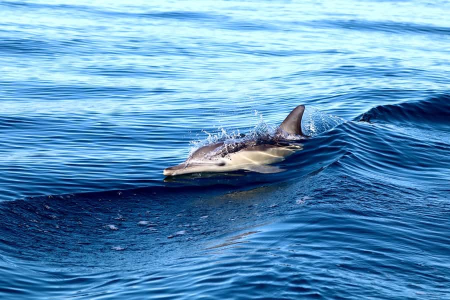 Newcastle: Small Group Humpback Whale Encounter Tour - Should you book CoastXP Newcastle whale watching?