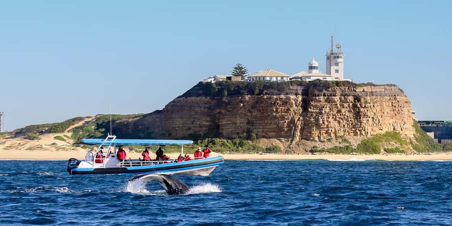 Newcastle: Small Group Humpback Whale Encounter Tour - The offshore search for humpback whales