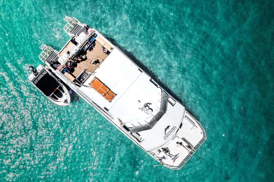 Newport: Moreton Island Snorkeling Tour with Lunch - Looking for dolphins, turtles, and stingrays