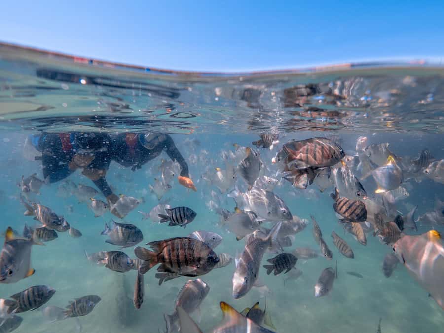 Newport: Moreton Island Snorkeling Tour with Lunch - Snorkeling around the Tangalooma Wrecks