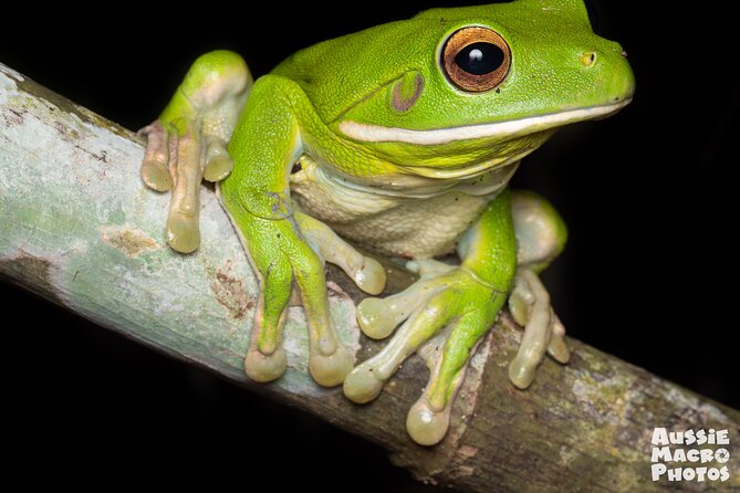 Night Walk in Cairns Botanic Gardens - Let's Go Buggin - Why the night changes Cairns Botanic Gardens