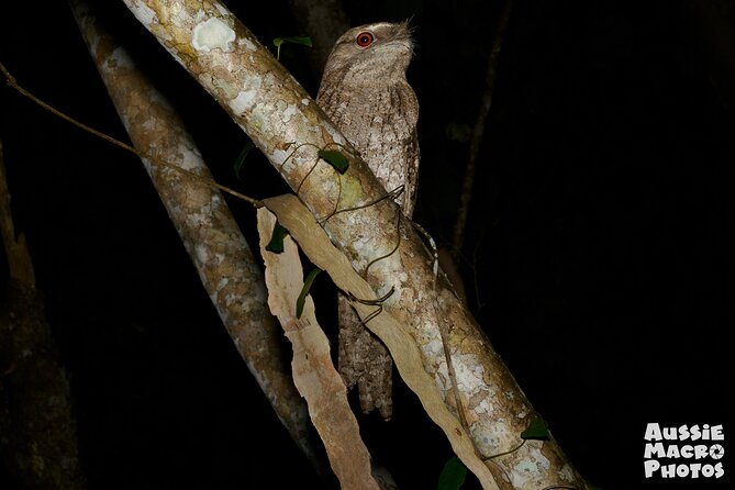 Night Walk in Cairns Botanic Gardens - Let's Go Buggin - The photography lesson: useful help, but not a full course