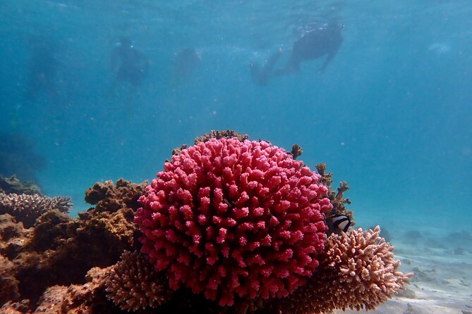 Ningaloo Reef Snorkel Adventure - Key points to know before you book