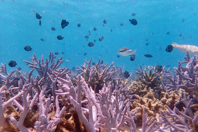 Ningaloo Reef Snorkel Adventure - Why a shore-based Ningaloo day works so well