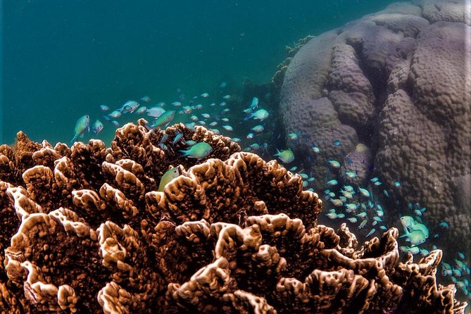Ningaloo Reef Snorkel and Wildlife Adventure - From Tantabiddi Boat Ramp to open Ningaloo water
