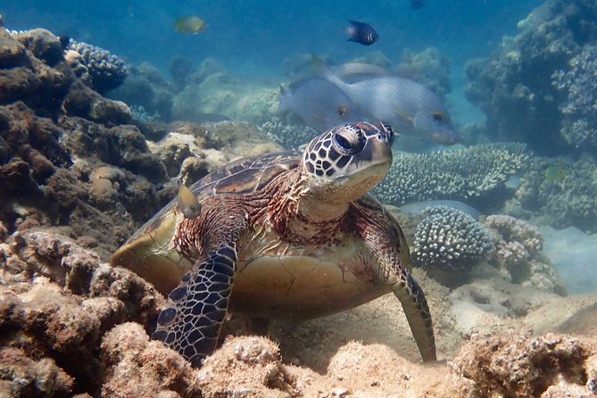 Ningaloo Reef Snorkel and Wildlife Adventure - Who gets the best value from the $197.24 price