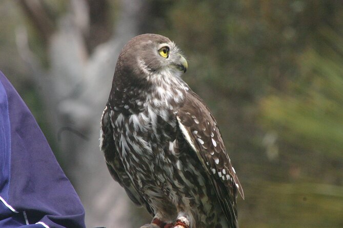 Nocturnal Tour of Kangaroo Island - Key points to know before booking