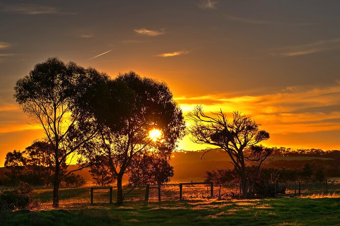 Nocturnal Tour of Kangaroo Island - Why Kangaroo Island is worth seeing after dark