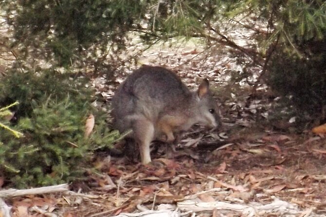 Nocturnal Tour of Kangaroo Island - Emu Bay and the search for fairy penguins
