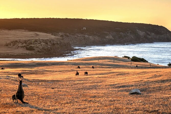 Nocturnal Tour of Kangaroo Island - Wisanger and the quiet search for wallabies
