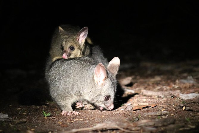 Nocturnal Wildlife Tour from Busselton - What Ryan and Mick add to the evening