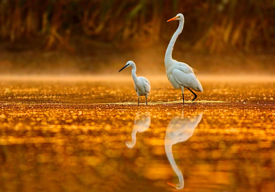 Noosa: Afternoon Cruise through the Noosa Everglades - A guided cruise with stories, birds, and reflections