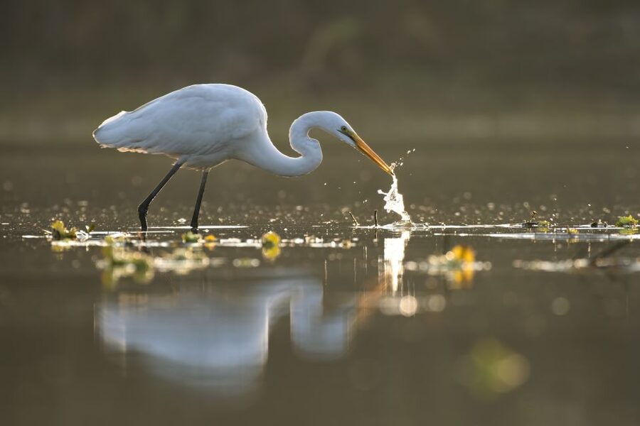 Noosa: Afternoon Cruise through the Noosa Everglades - Price, timing, and overall value