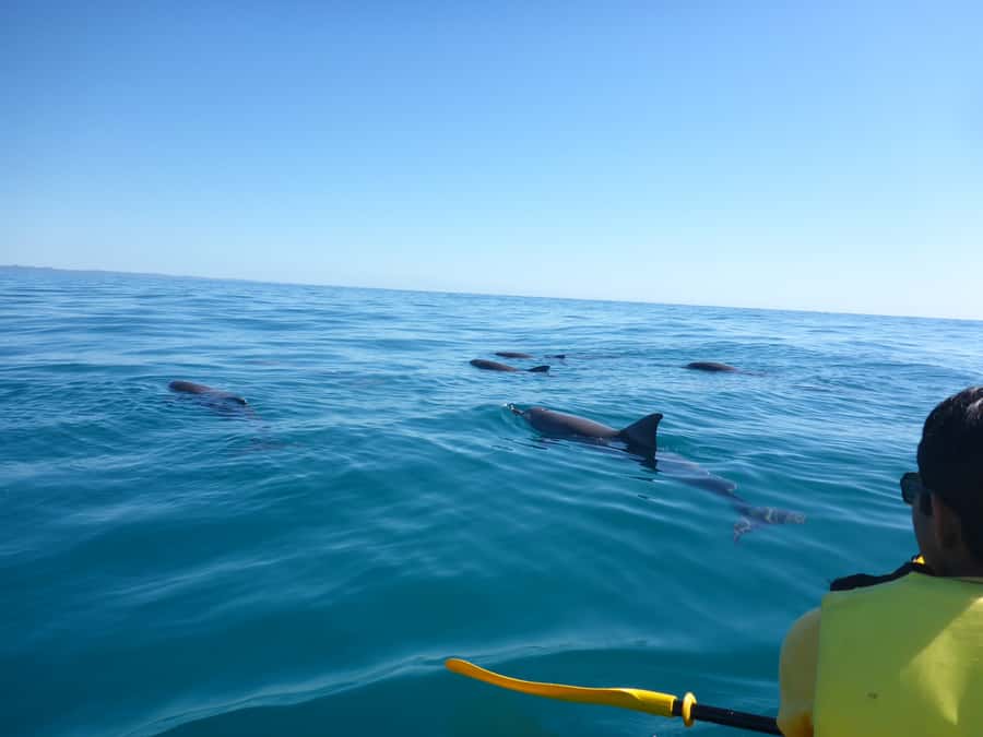 Noosa: Epic Ocean Kayak with Dolphins & 4WD Beach Adventure - Crossing Noosa North Shore by 4WD