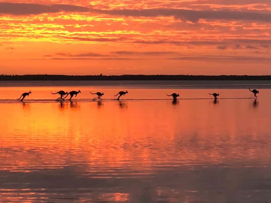 Noosa: Everglades Explorer Cruise - Canoeing 5km to Harry’s Hut